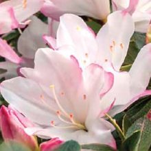 Picture of Azalea Honey Bunch (29836)