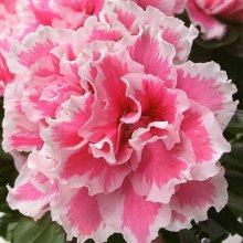 Picture of Azalea Inga (7292)