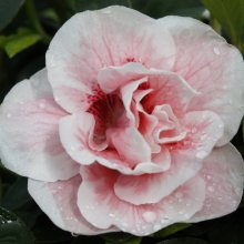 Picture of Azalea John Lewellyn (29958)