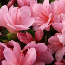 Picture of Azalea Kirin (481)