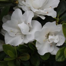 Picture of Azalea Kiwi Anniversary (29959)