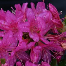 Picture of Azalea Kocho No Mai (6342)