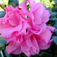 Picture of Azalea Lucy (471)