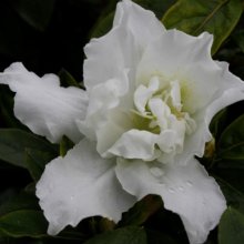 Picture of Azalea Madonna (29960)