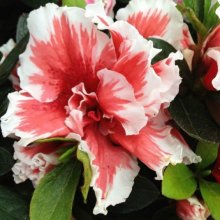 Picture of Azalea Mardi Gras (10958)