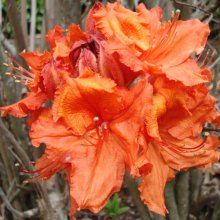 Azalea Melford Flame Picture of Azalea Melford Flame (486)
