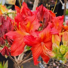 Azalea Mollie Picture of Azalea Mollie (6657)