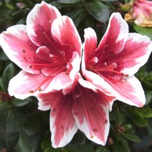 Azalea Mrs Gerard Kint Picture of Azalea Mrs Gerard Kint (30951)