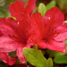 Picture of Azalea Mrs Kint Red (7236)