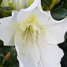Picture of Azalea Mrs Kint White (490)