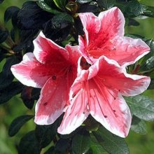 Picture of Azalea Mrs Kint (6466)