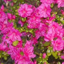 Picture of Azalea Myagino (6343)