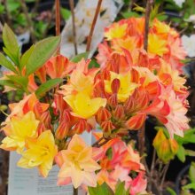 Azalea Nicholas De Rothschild Picture of Azalea Nicholas De Rothschild (492)