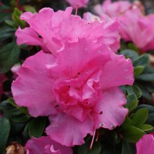 Picture of Azalea Niobe Pink (29961)