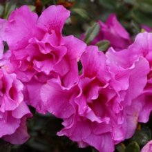 Picture of Azalea Pacific Twilight (10960)
