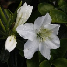 Picture of Azalea Palestrina (29962)