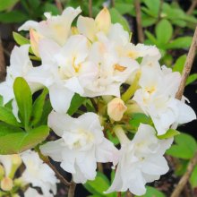 Azalea Pavlova Picture of Azalea Pavlova (6272)