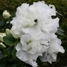 Picture of Azalea Pax (493)