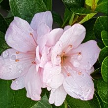 Picture of Azalea Peach Kirin (494)