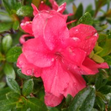 Picture of Azalea Petra Red (30952)
