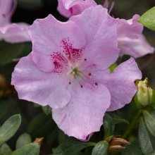 Picture of Azalea Pink Dream (29967)