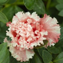 Picture of Azalea Pink Ruffles (10961)