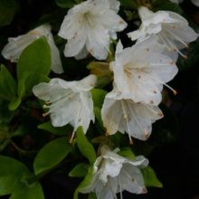 Picture of Azalea Popcorn (498)
