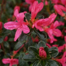 Picture of Azalea Princess Maud (499)