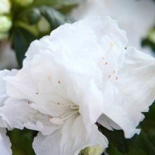 Picture of Azalea Princess Sonya (6344)