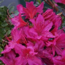 Picture of Azalea Purple Glitters (500)