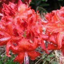 Azalea Red Frills Picture of Azalea Red Frills (29779)