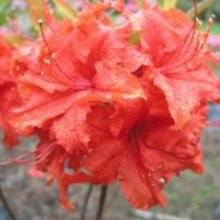 Azalea Red Giant Picture of Azalea Red Giant (7766)
