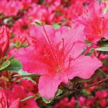 Picture of Azalea Red Glitters (29837)