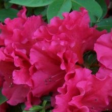 Picture of Azalea Red Ruffles (10962)