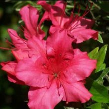 Picture of Azalea Red Wings (504)
