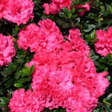 Picture of Azalea Ripples (505)
