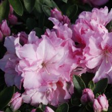 Picture of Azalea Rose Queen (29968)