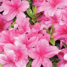 Picture of Azalea Salmonea (29838)