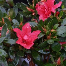 Picture of Azalea Scarlet Prince (507)