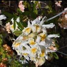 Azalea Schneegold Picture of Azalea Schneegold (508)