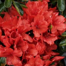 Picture of Azalea Sherwood Red (6345)