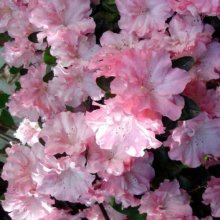 Picture of Azalea Silver Anniversary (509)