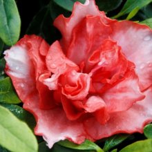 Picture of Azalea Southern Aurora (29970)