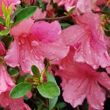 Picture of Azalea Splendens (9316)
