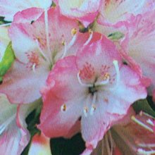 Picture of Azalea Starburst (512)