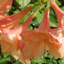 Azalea Sunray Picture of Azalea Sunray (515)