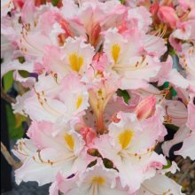 Azalea Sweet Inspiration Picture of Azalea Sweet Inspiration (11522)