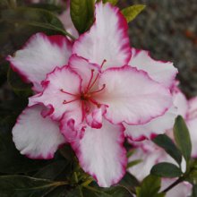 Picture of Azalea The Teacher (29971)