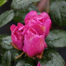 Picture of Azalea Violacea Multiflora (5955)
