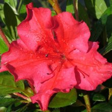 Picture of Azalea Vuyks Scarlet (29840)